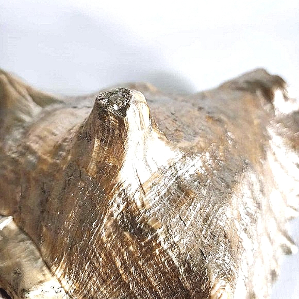 Gold conch shell - Picture 6 of 10